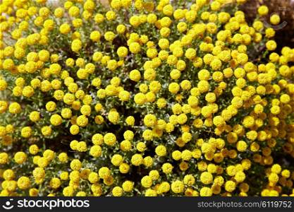 Corratxar yellow flowers in Tinenca Benifassa of Spain Castellon