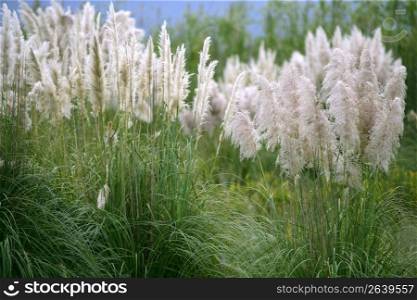 Cortaderia selloana, Poaceae wild spike savana flower background