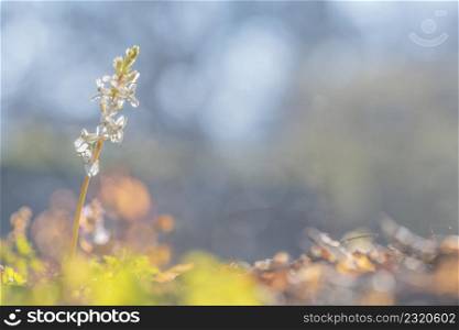 Corydalis cava or solida flower in nice bokeh by springtime. Corydalis cava or solida spring flower in nice bokeh