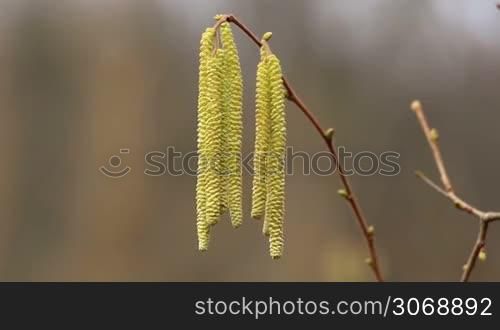 Corylus avellana, Hazelnoot male flowers
