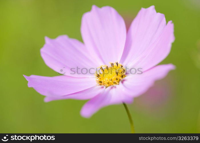 Cosmos