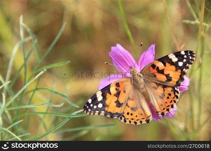 Cosmos and Butterfly