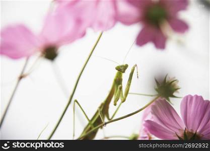 Cosmos and Mantis