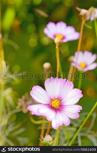 Cosmos bipinnatus flower in garden