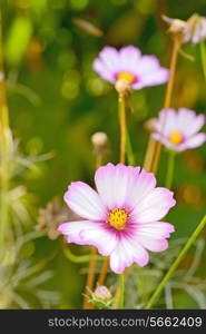 Cosmos bipinnatus flower in garden