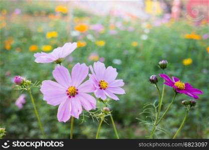 Cosmos bipinnatus spring flowers in field, stock photo