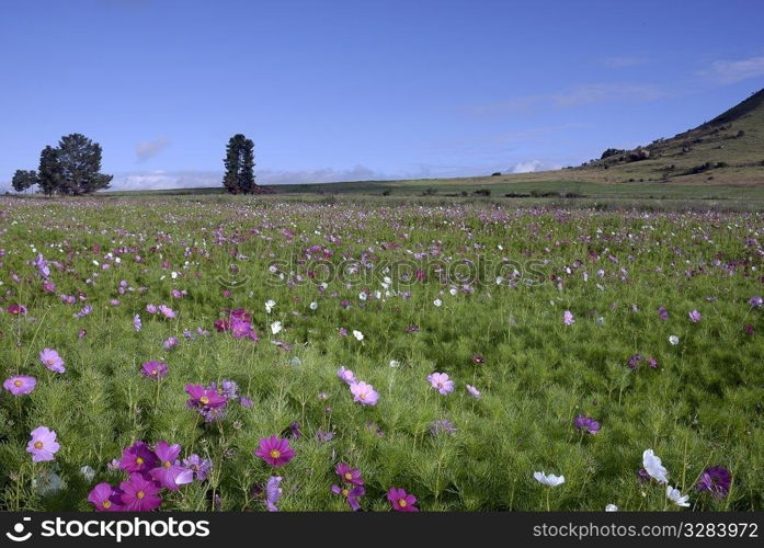 Cosmos field