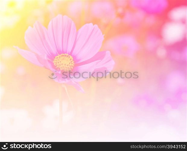 Cosmos Flower