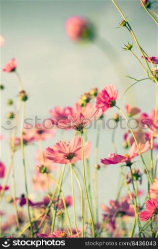 cosmos flower and soft light with vintage toned effect.