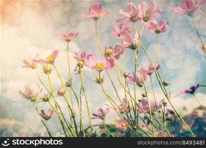 Cosmos flower and sunlight with vintage tone.