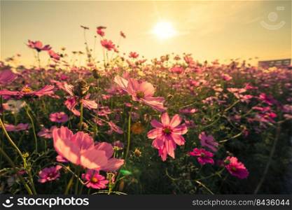 cosmos flower and sunset with with vintage toned effect.