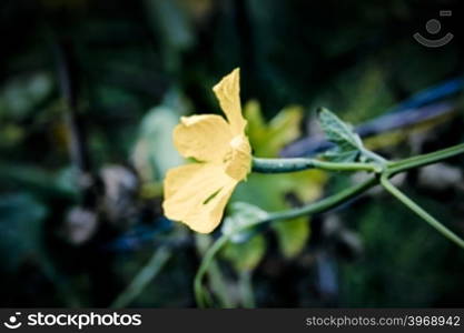 Cosmos flower, Asteraceae