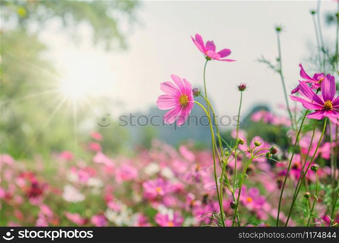 cosmos flower blooming in garden with sunshine