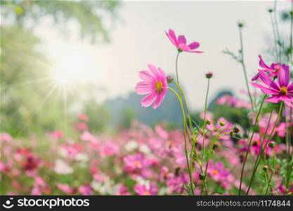 cosmos flower blooming in garden with sunshine