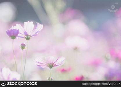 Cosmos flower close up on sunset background with soft selective focus
