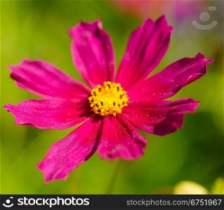 cosmos flower close up view