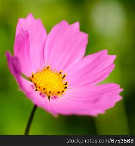 cosmos flower close up view