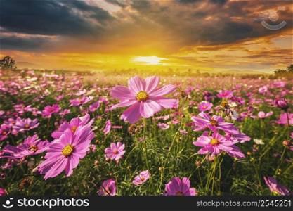 cosmos flower field meadow and natural scenic landscape sunset