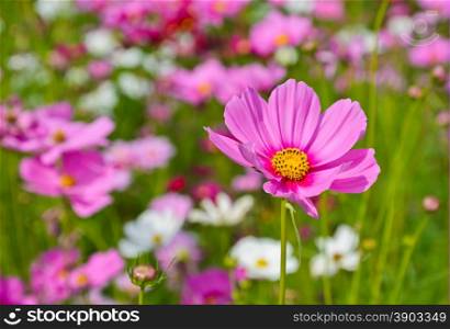Cosmos Flower in field