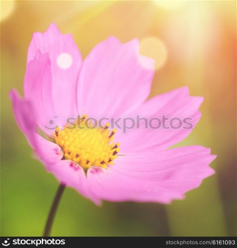 cosmos flower with lens flare and blurred background. cosmos flower macro