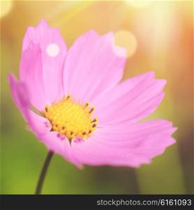 cosmos flower with lens flare and blurred background. cosmos flower macro