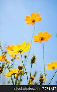 Cosmos flowers and blue sky