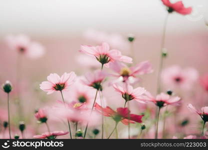 Cosmos flowers background in vintage style 