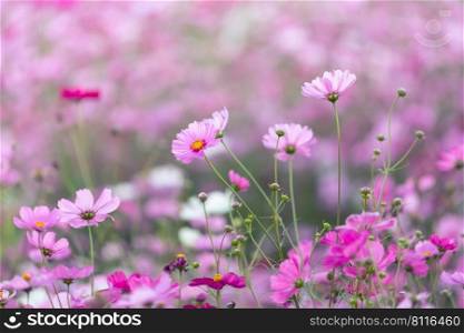 cosmos flowers field and copy space bright day