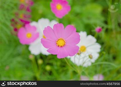 cosmos flowers. fresh flower Cosmos filed in the wind