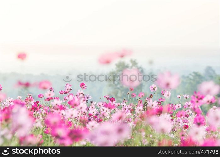 Cosmos flowers in nature, sweet background, blurry flower background, light pink and deep pink cosmos