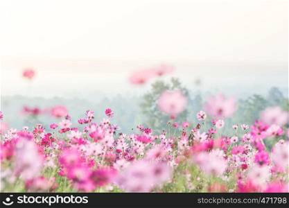 Cosmos flowers in nature, sweet background, blurry flower background, light pink and deep pink cosmos