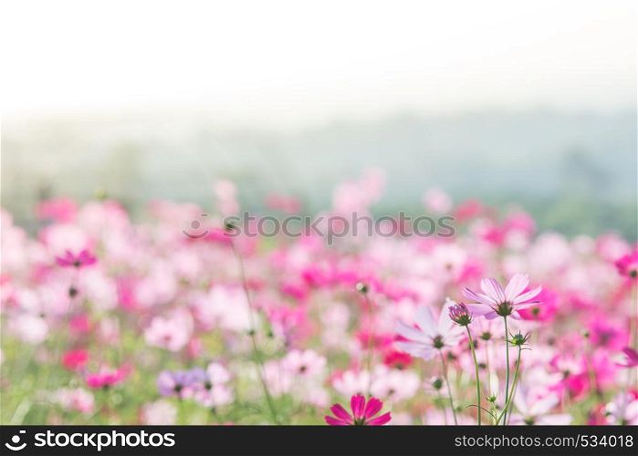 Cosmos flowers in nature, sweet background, blurry flower background, light pink and deep pink cosmos. Cosmos flowers