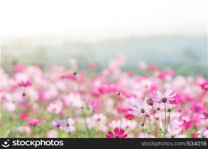 Cosmos flowers in nature, sweet background, blurry flower background, light pink and deep pink cosmos. Cosmos flowers