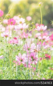 Cosmos flowers in nature, sweet background, blurry flower background, light pink and deep pink cosmos. Cosmos flowers in nature, sweet background