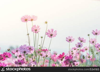 Cosmos flowers in nature, sweet background, blurry flower background, light pink and deep pink cosmos. Cosmos flowers in nature, sweet background