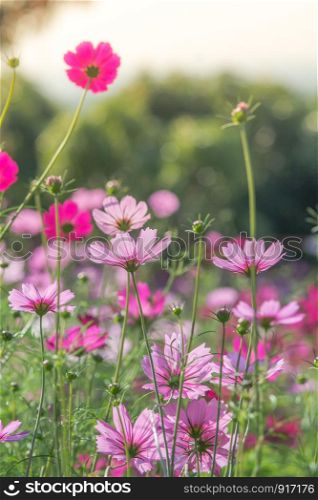 Cosmos flowers in nature, sweet background, blurry flower background, light pink and deep pink cosmos. Soft, selective focus of Cosmos, blurry flower for background, colorful plants