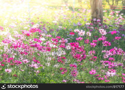 Cosmos flowers in nature, sweet background, blurry flower background, light pink and deep pink cosmos. Soft, selective focus of Cosmos, blurry flower for background, colorful plants