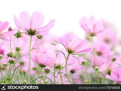 cosmos flowers isolated on white