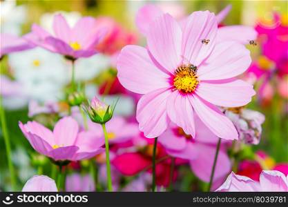 Cosmos flowers with bee in field