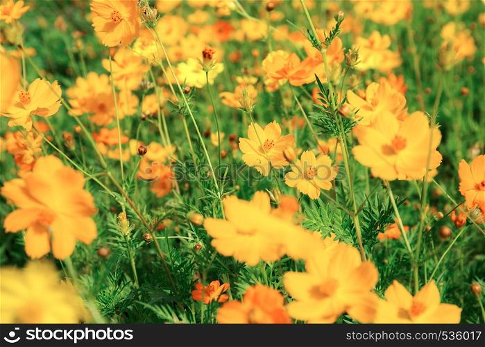 Cosmos in the garden with colorful background.