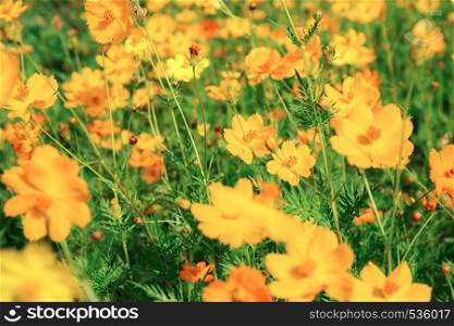 Cosmos in the garden with colorful background.