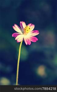 Cosmos is a genus, with the same common name of Cosmos, consisting of flowering plants in the sunflower family.