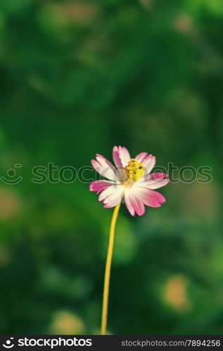 Cosmos is a genus, with the same common name of Cosmos, consisting of flowering plants in the sunflower family.