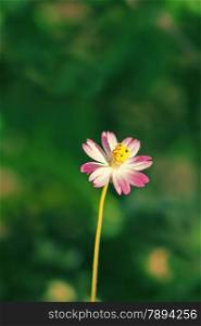 Cosmos is a genus, with the same common name of Cosmos, consisting of flowering plants in the sunflower family.