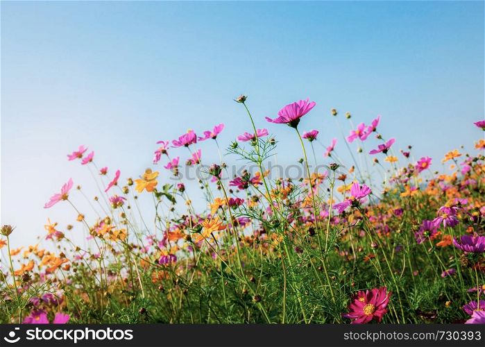 Cosmos of colorful in field with the blue sky.