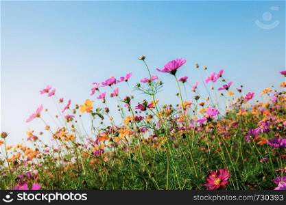 Cosmos of colorful in field with the blue sky.