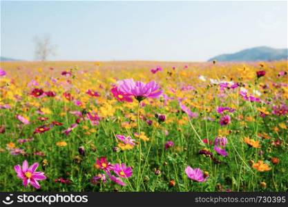 Cosmos of colorful in field with the sky.