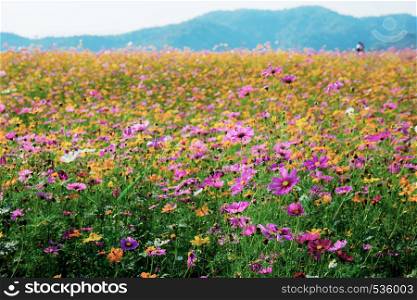 Cosmos on field in summer with the mountain background.