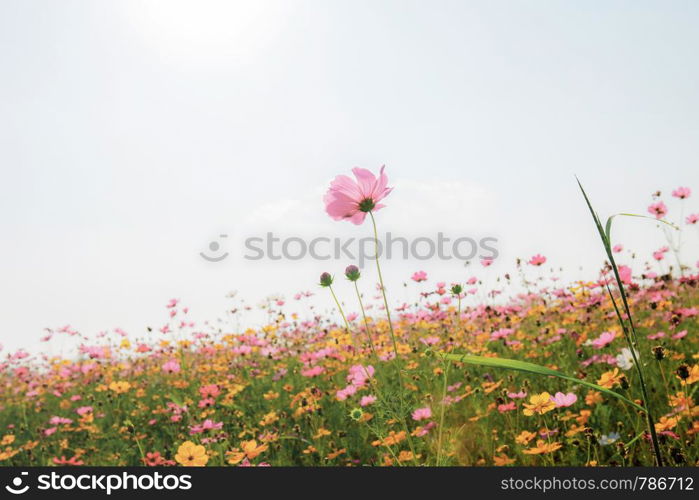 Cosmos on field with beautiful at the sunlight in nature.