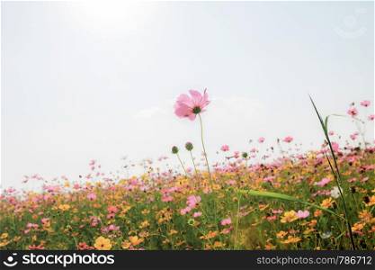 Cosmos on field with beautiful at the sunlight in nature.